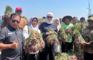 Belajar ke Brebes, Mampukah Banyuasin Wujudkan Sentra Bawang Merah?