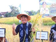Terungkap, Produktivitas Padi Khas Semende Masih Terkendala Waktu Tanam yang Panjang
