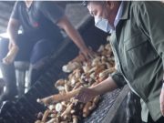 Hilirisasi Singkong Sumsel Diperkuat, Herman Deru Tinjau Pabrik Tapioka di Ogan Ilir Dorong Industri Mandiri