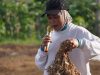 Pemkot Pagar Alam Siapkan 10 Hektare Lahan Bawang Putih, Didorong Jadi Sentra Pangan
