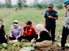 Semangka Muara Padang Dipanen Wabup Banyuasin, Lahan 1 Hektare Hasilkan Hampir 2 Ton