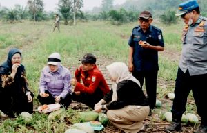 Semangka Muara Padang Dipanen Wabup Banyuasin, Lahan 1 Hektare Hasilkan Hampir 2 Ton