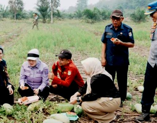 Semangka Muara Padang Dipanen Wabup Banyuasin, Lahan 1 Hektare Hasilkan Hampir 2 Ton