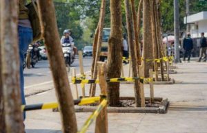 Pemkot Bandung Tanam Kembali Pohon di Jalan Riau, Pelanggar Dikenai Sanksi