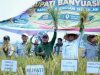 Panen Raya Padi IP 100 di Banyuasin, Lahan Lebak 67 Hektare Hasilkan Potensi Produksi 9,1 Ton